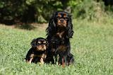 CAVALIER KING CHARLES 586